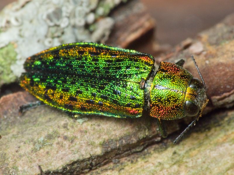 Buprestidae Leach, 1815